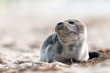 Seal on Handa Island