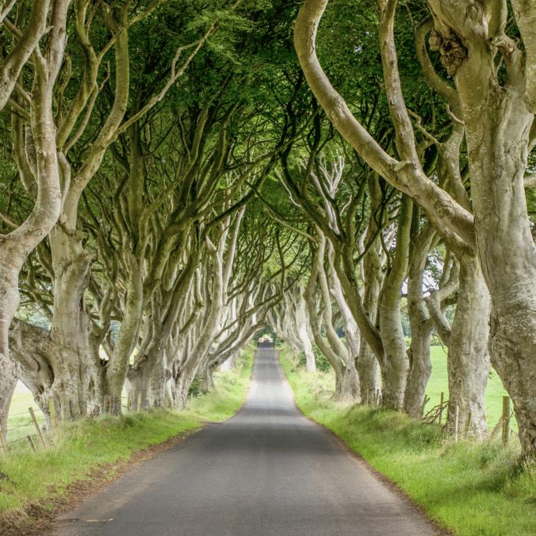 The Dark Hedges, Ireland