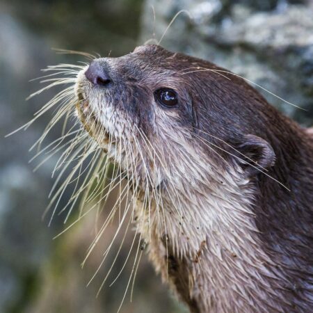 Otter on Skye