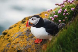 Puffin on the coast of Scotland