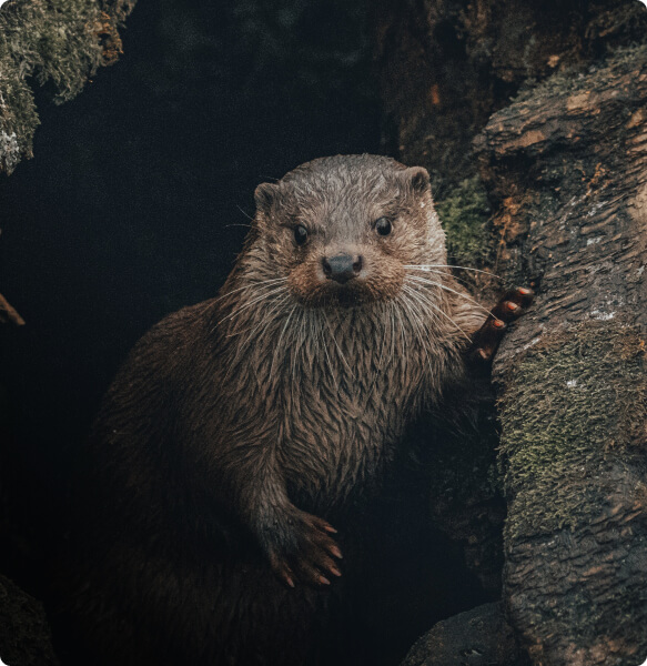 Otter Trekking