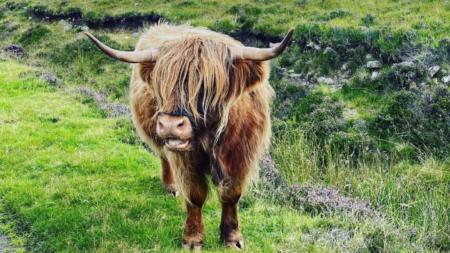 Highland Cow in Scotland