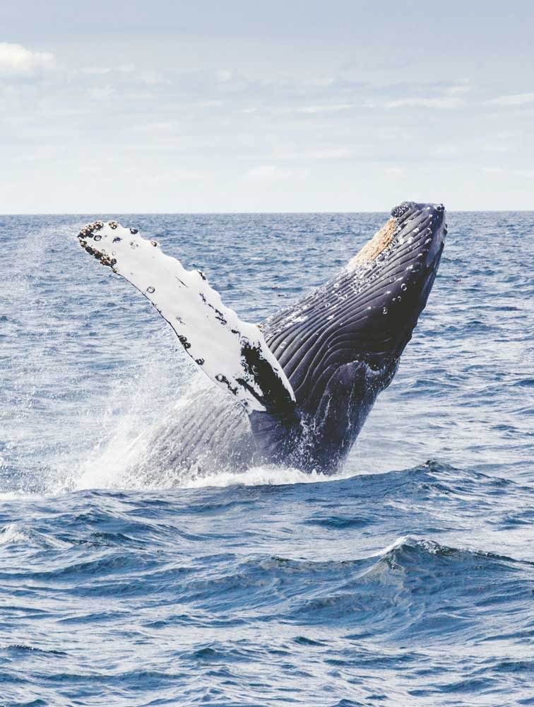 Humpback whale