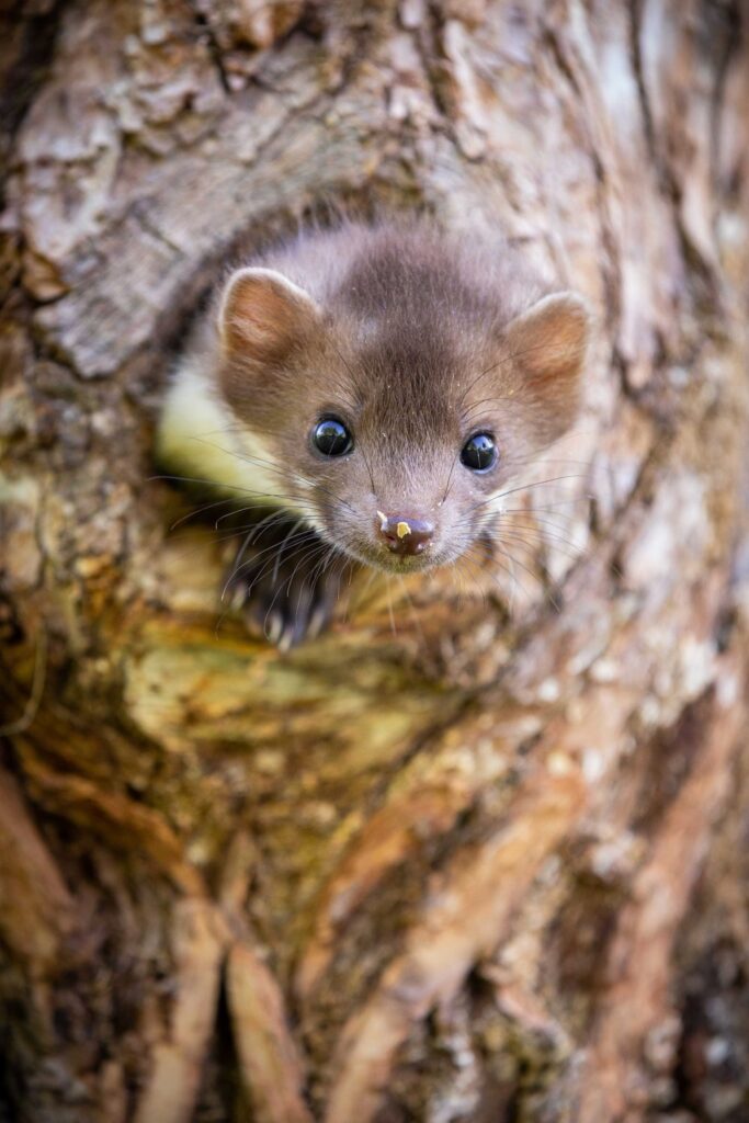 Pine Martin