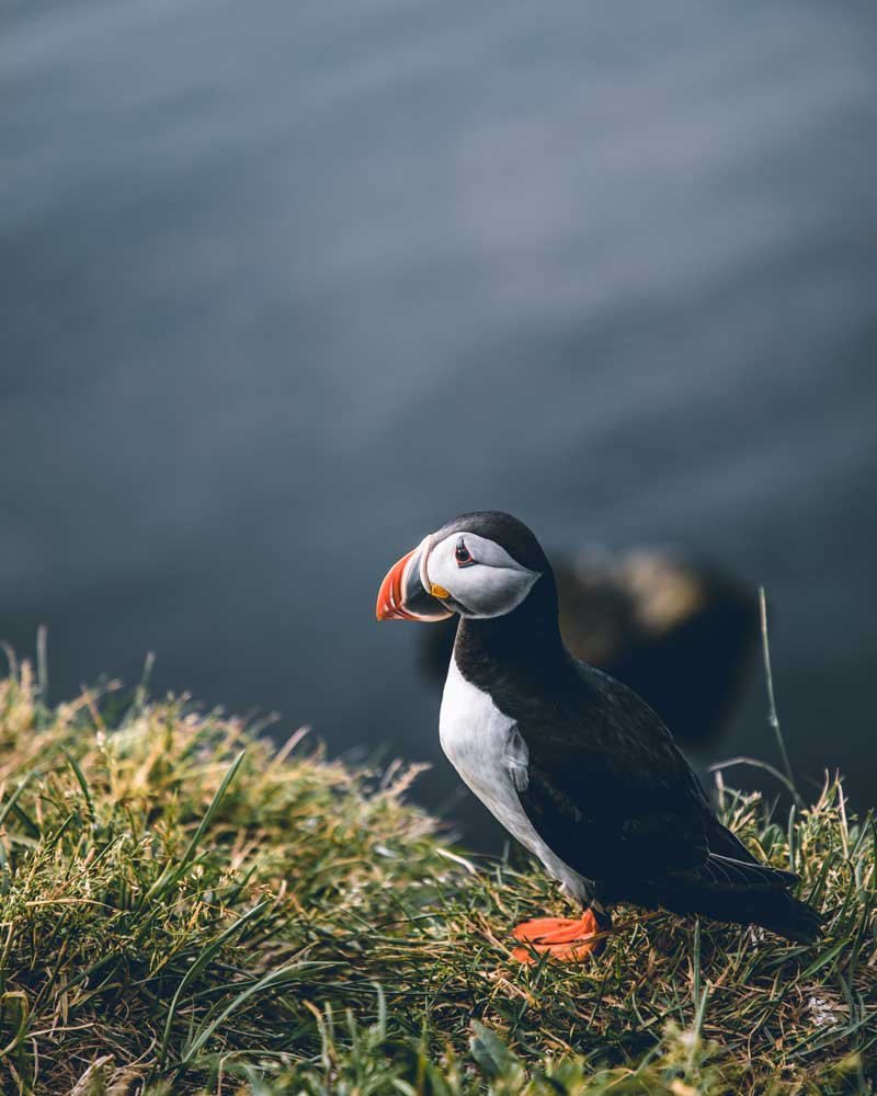 Puffin on the cliff