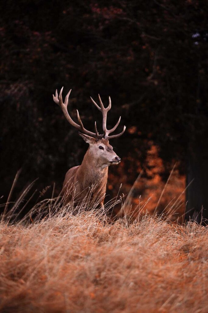 Red deer in Killarney