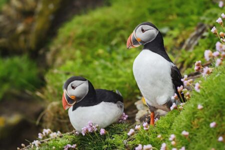 Atlantic Puffin Shetland in Scotland