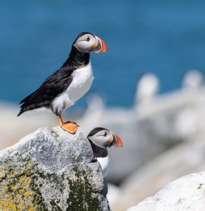 Puffins on Handa Island