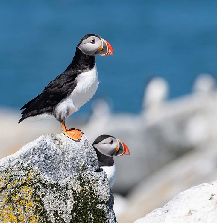Puffins on Handa Island