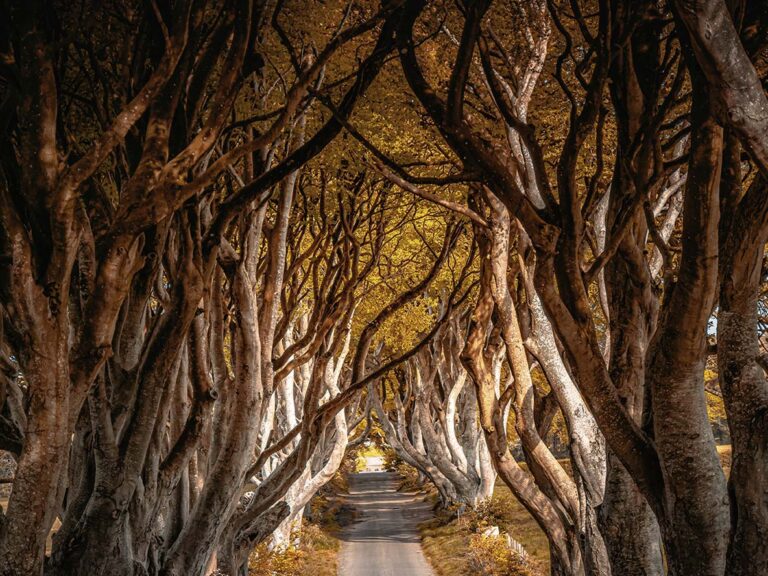 Dark Hedges Northern Ireland
