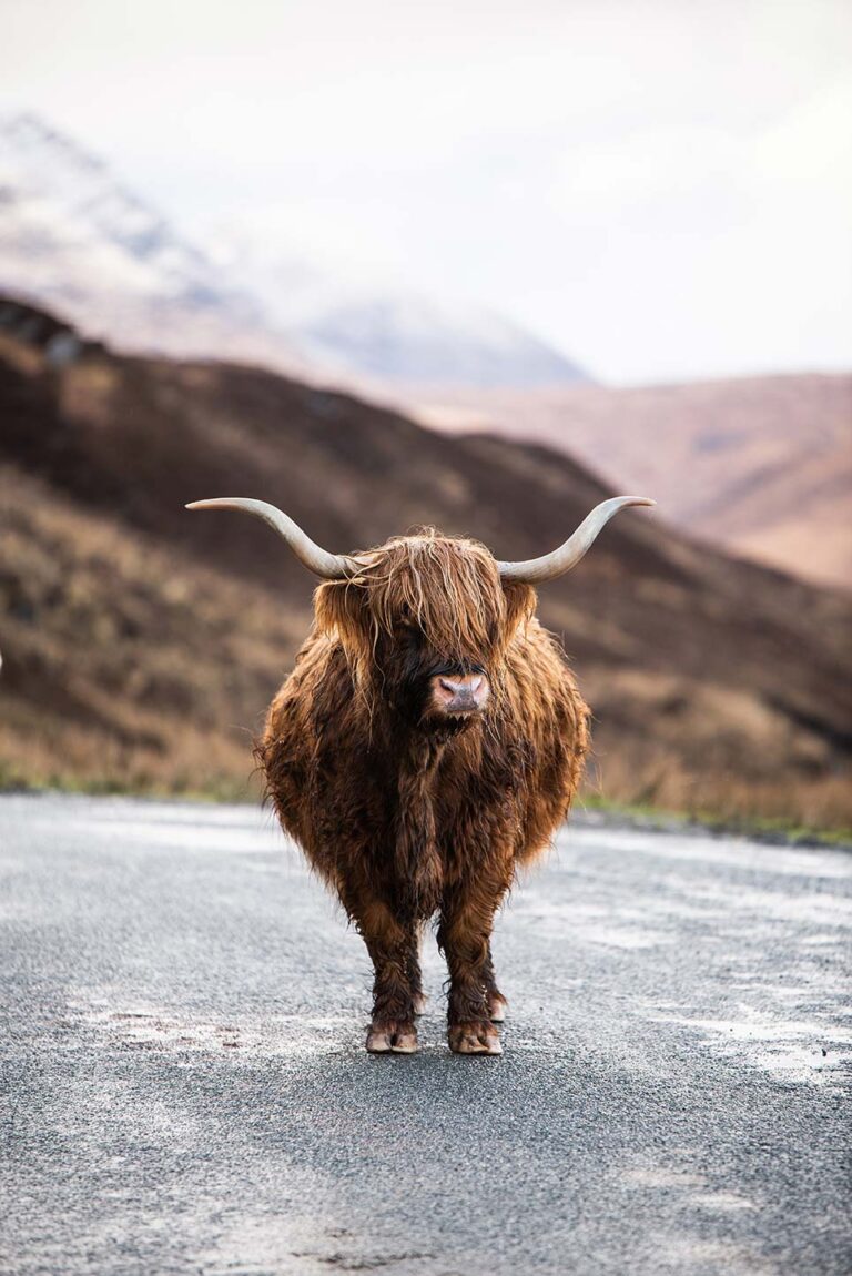 Highland Cow