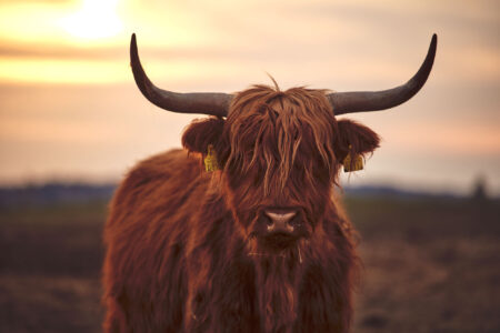 Highland Cow