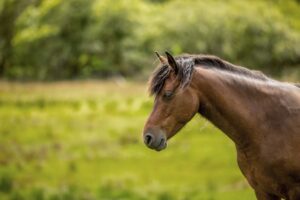 Connemara Ponies