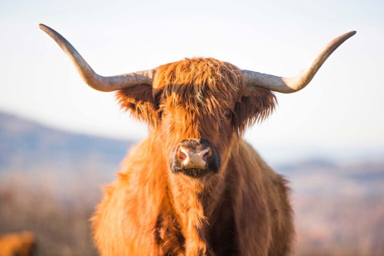 Highland Cow