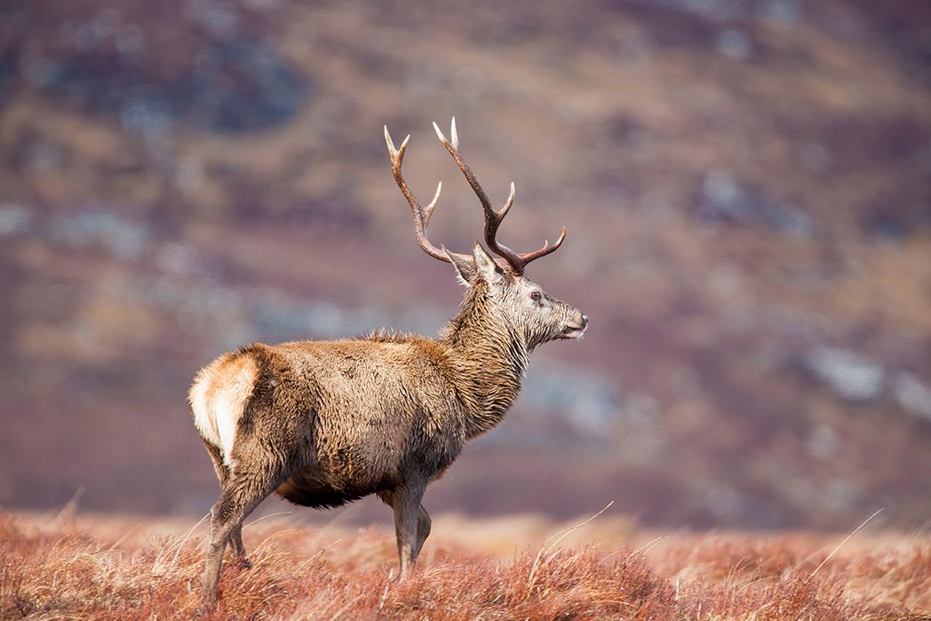 A Red Deer Stag standing in the Scottish Highlands.