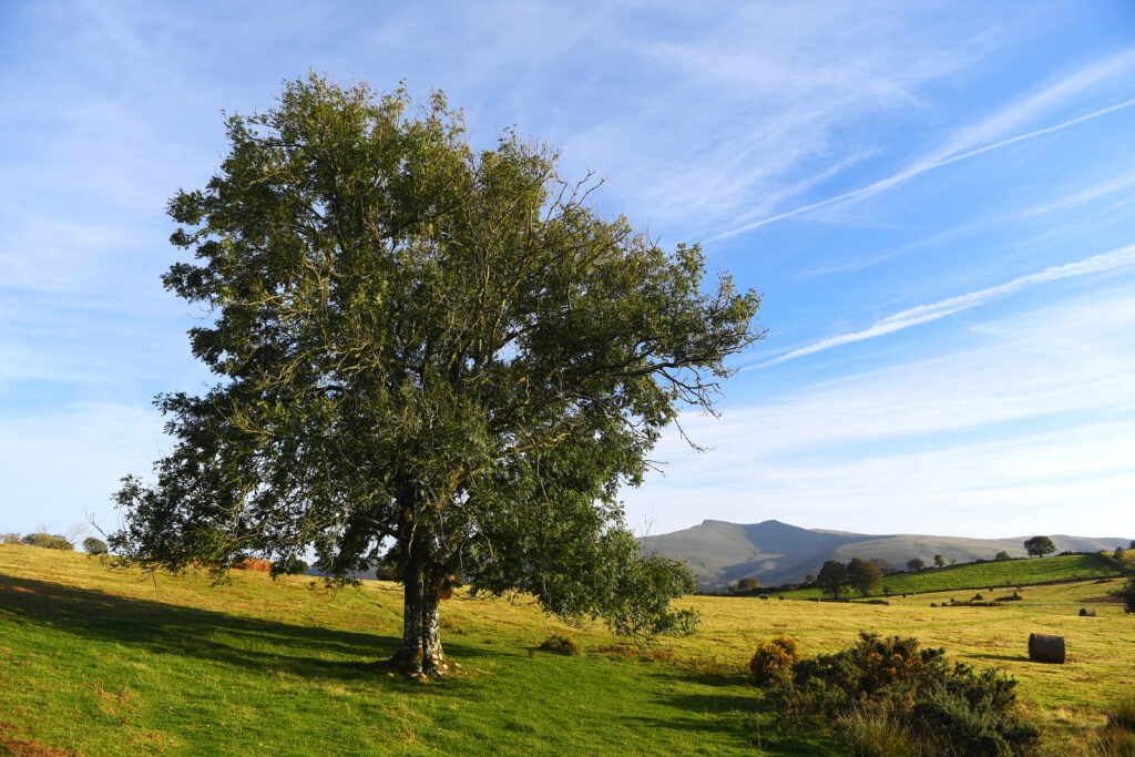 Mynydd Illtyd