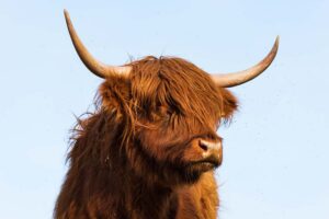 Highland cow