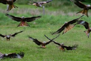 Red Kites in Gigrin, Rhayader, Powys, Mid Wales