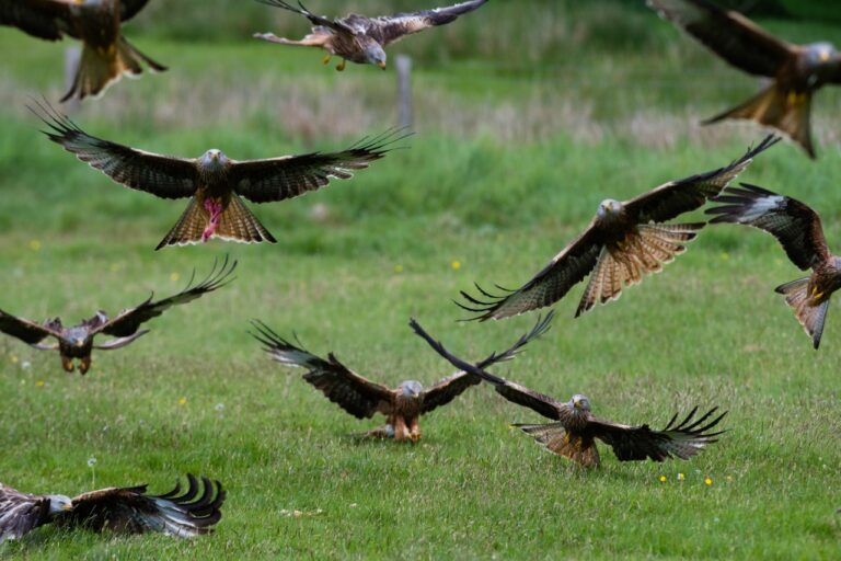 Red Kites in Gigrin, Rhayader, Powys, Mid Wales