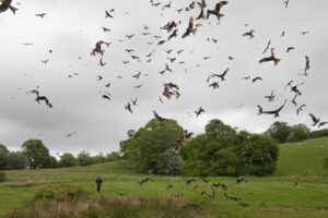 The Red Kite Centre in Gigrin, Rhayader, Powys, Mid Wales