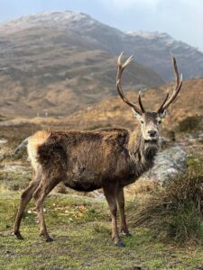 Stag Mountain Side Scotland
