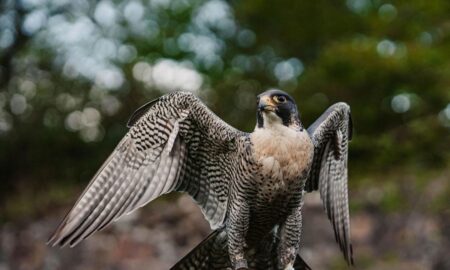 Falconry