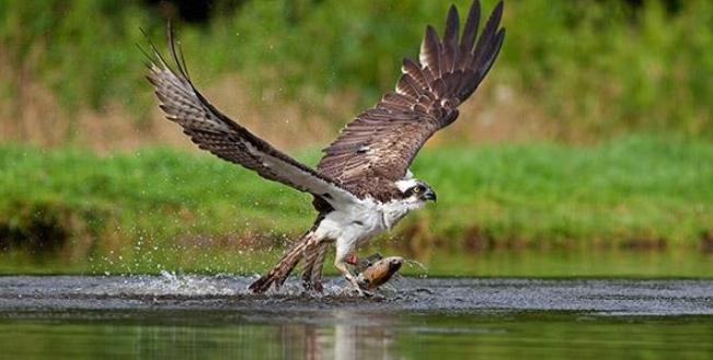 Osprey catching a fish