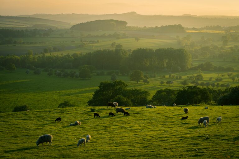 Yorkshire Moors