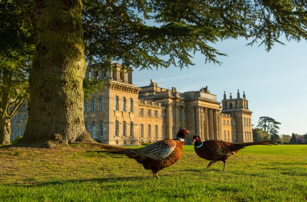 Blenheim Palace - Visit Britain