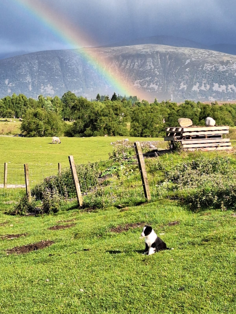 Rainbow over a Scottish farm with a sheepdog in the foreground