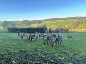Tullynessle Deer Farm